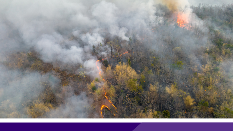 Aerial view of green trees on fire, with smoke blowing across the forest.